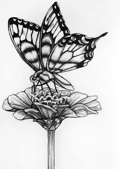 original butterfly flower pencil drawing 71 butterfly