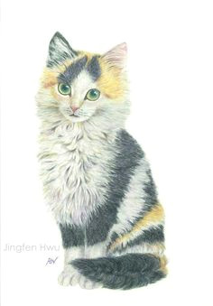 cat art print study of a sweet furry calico kitten portrait cat drawing