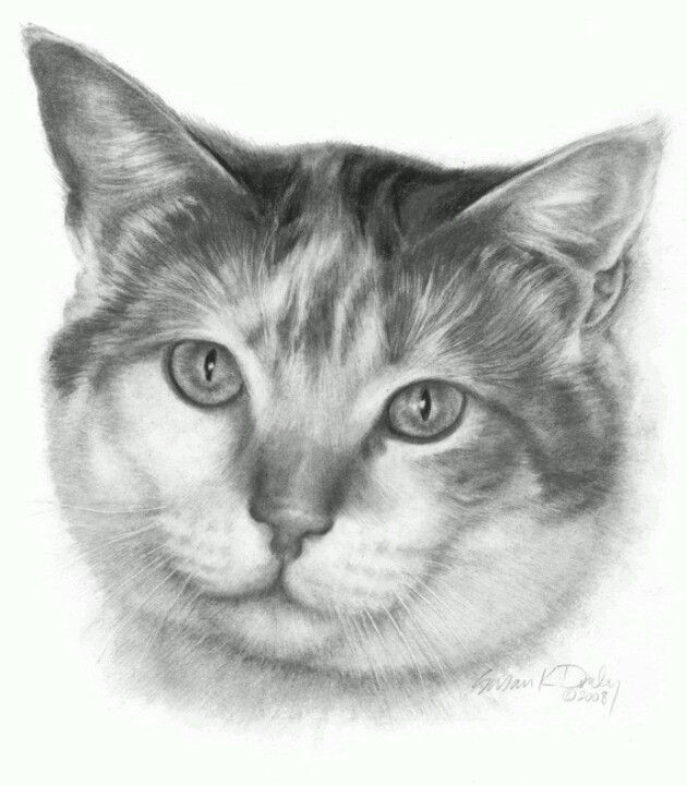 calico pencil portrait drawing the originals cats prints artist