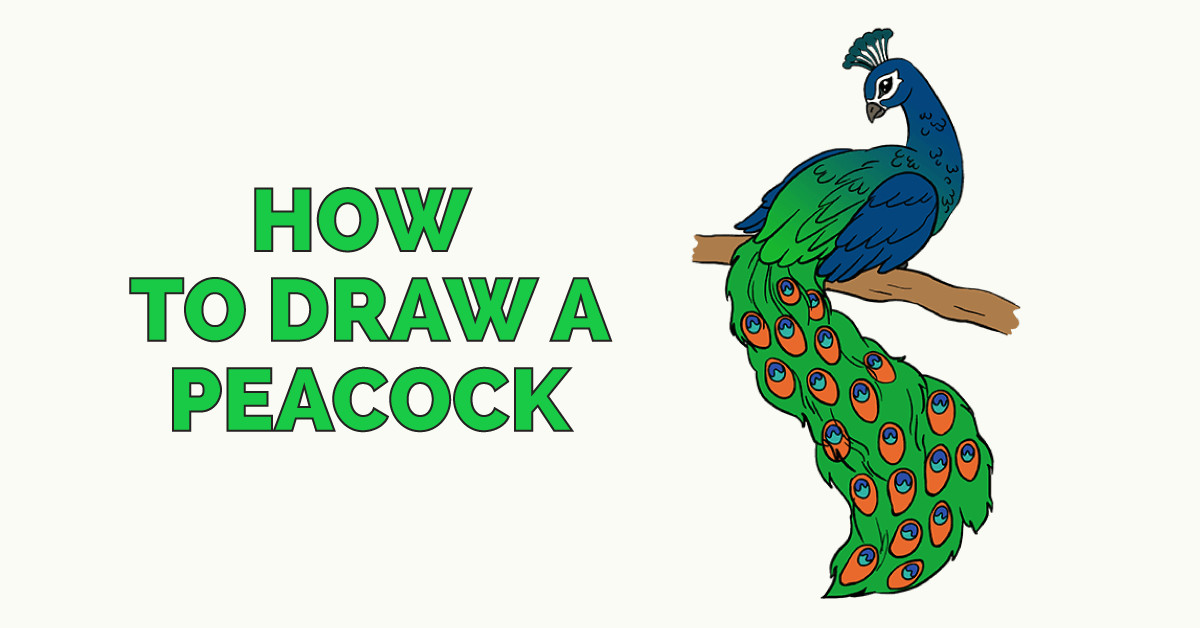 how to draw a peacock in a few easy steps drawing tutorial for kids and beginners