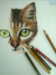 pencil art cat drawing colored colorful drawings coloured pencil drawings