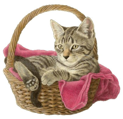 tekeningen katten francien van westering cat drawingdog