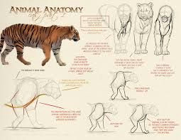 image result for cat motion jumping anatomy