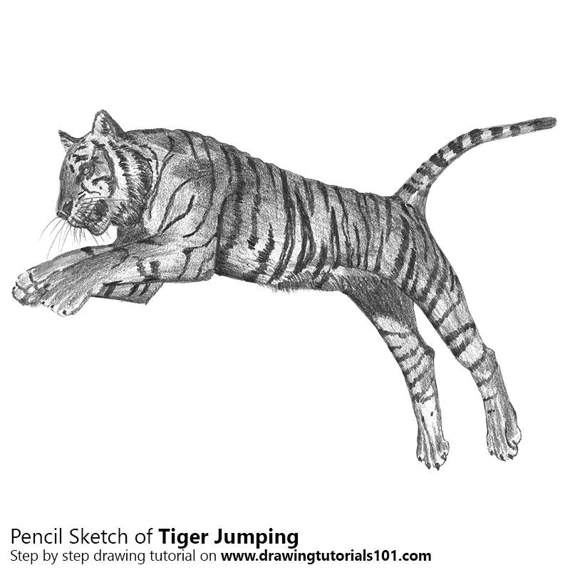 learn how to draw a tiger jumping big cats step by step drawing tutorials