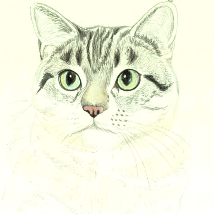 drawing the nose and whiskers