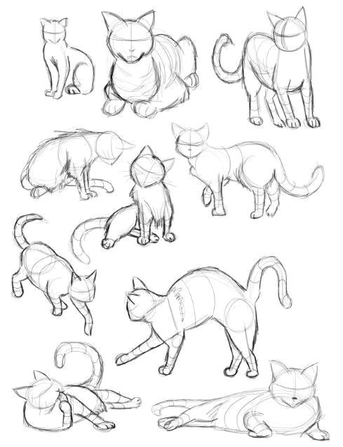 how to draw cats how to draw animals drawing animals sketches of animals