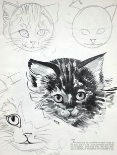 cats in art and illustration how to draw a cat