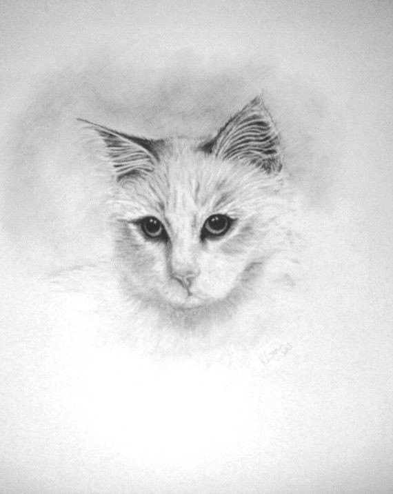 pencil drawing of long haired cat by littlesilverfingers on etsy a 35 00