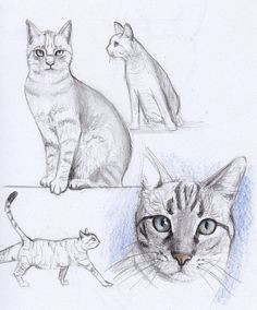 cat drawing draw tips animal sketches cute animal drawings art sketches
