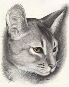beautiful abyssinian cat drawing pictures of cats pencil drawings of animals animal sketches