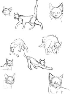 cat anatomy thingies seiishin