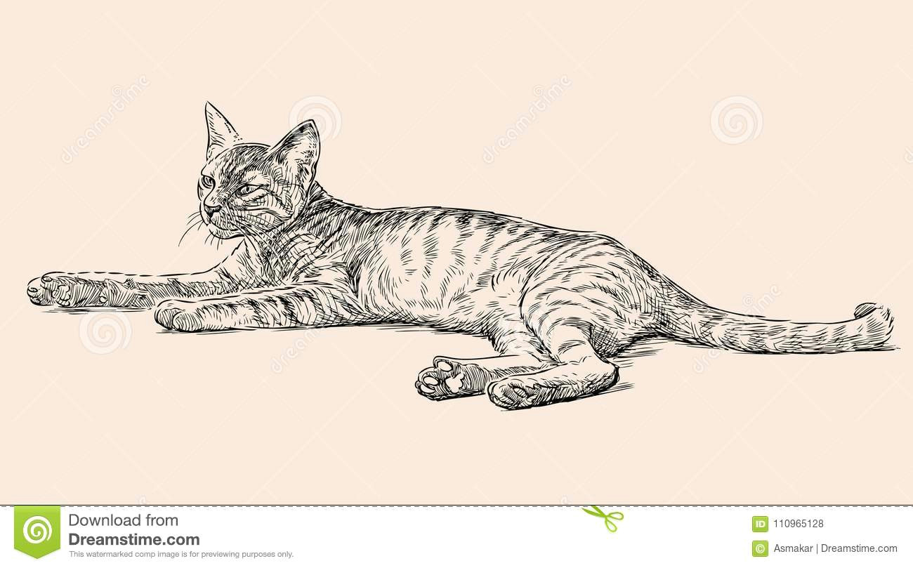 vector drawing of a lazy young cat