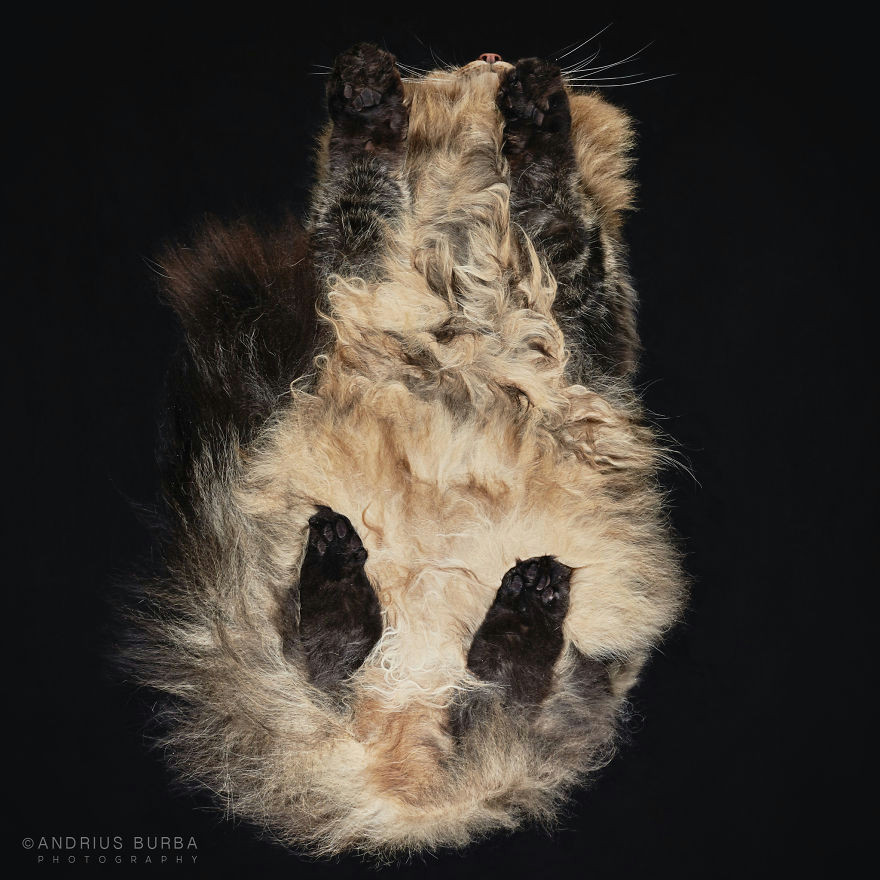 25 photos of cats taken from underneath