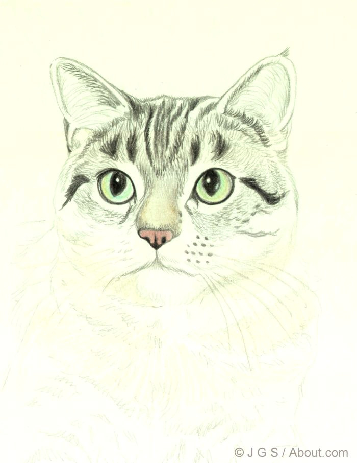 cat portrait 5 56a26d8e3df78cf772758d65 jpg