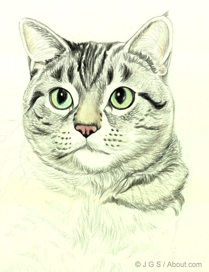 cat portrait 6 56a26d8d3df78cf772758d5e jpg