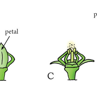 swelling coiling catapult mechanism in cornus canadensis a immature flower bud of c