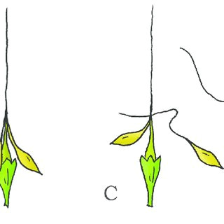 drying coiling catapult mechanism in the geranium erodium cicutarium a fruit consisting of