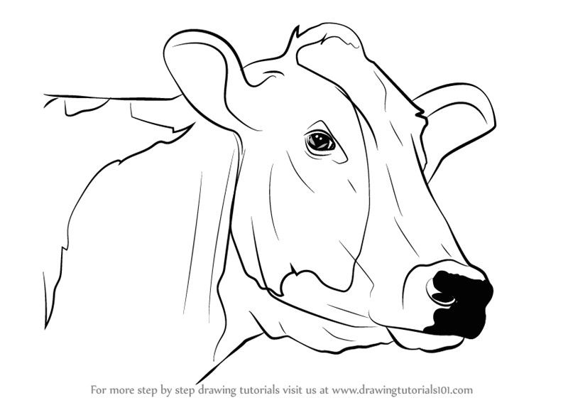 Drawing Of A Cattle Drawing A Cow Step by Step Art Animals Cow Drawing Drawings