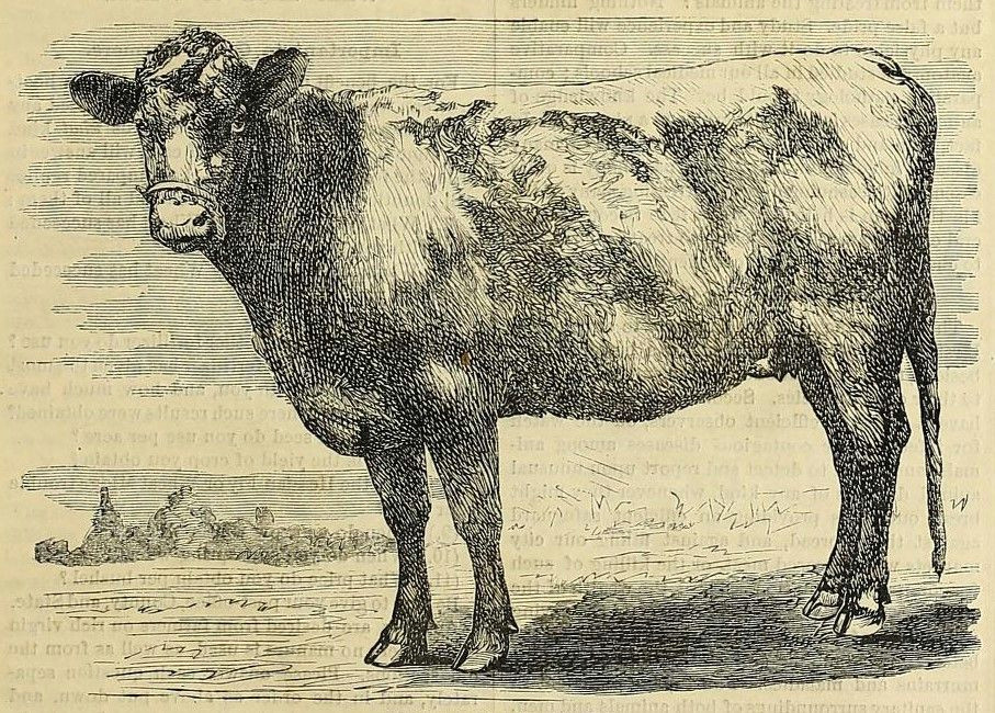 1878 cow drawing shabby chic style cow art