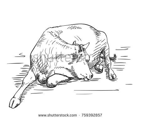 sketch of lying cow hand drawn vector illustration