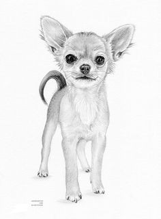 chihuahua puppy dog limited edition art by arcadiaportraits chihuahua drawing chihuahua puppies dogs and