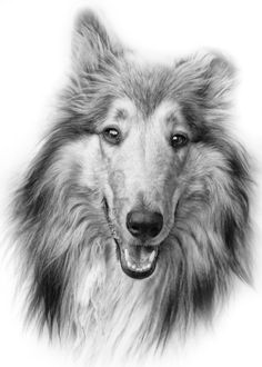 rough coat collie animal paintings animal drawings pencil drawings art drawings collie