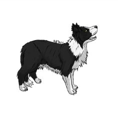 anime border collie border collie by border collie humor border collie art rough collie