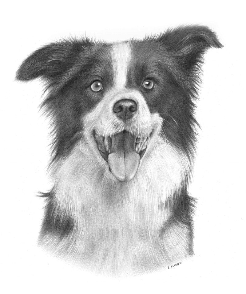 Drawing Of A Collie Dog Border Collie Drawing by Kot Filemon On Deviantart Border Collie