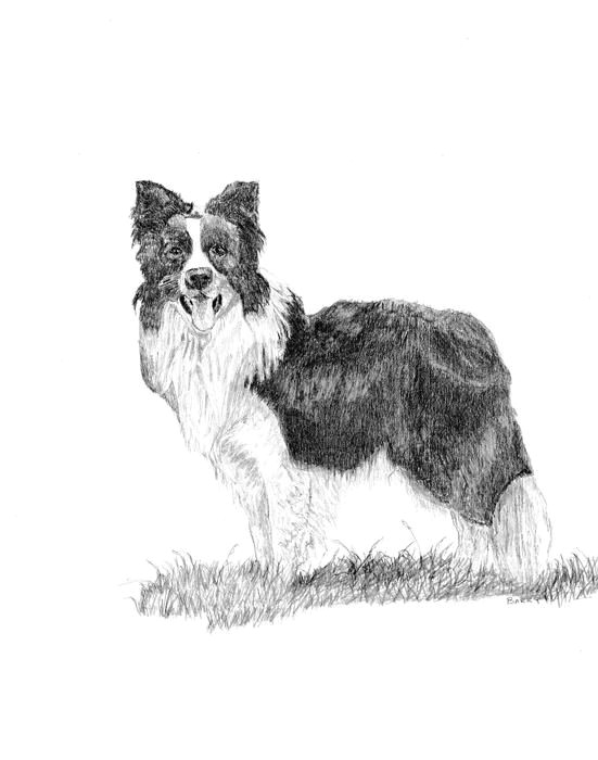 border collie greeting card