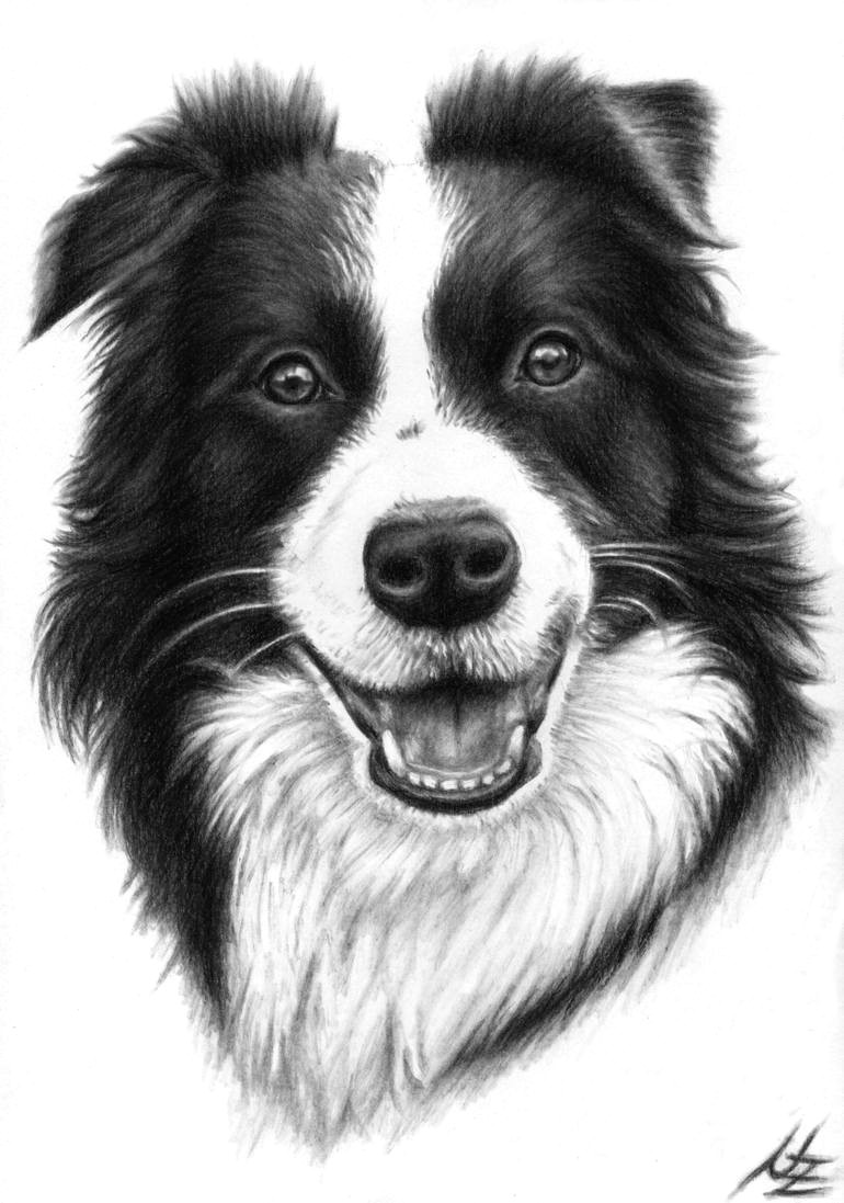 saatchi art artist nicole zeug drawing border collie smile art