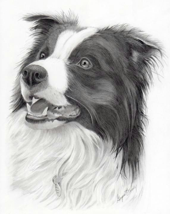 perros border collie border collie art animal drawings pencil drawings art drawings