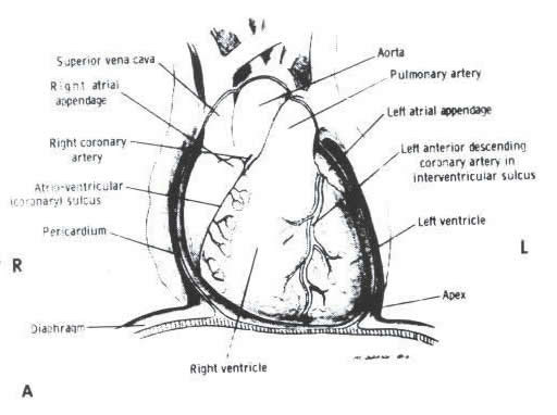 a diagram showing the normal relations of the pericardium great vessels ventricles and the atria as viewed in the frontal position r right l left