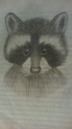 raccoon drawing raccoons