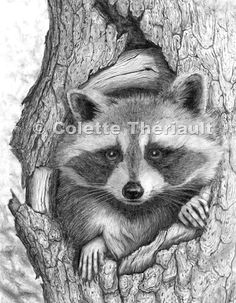 this cute raccoon drawing is entitled coon hideout for obvious reasons i loved working on the intricate details of the pine bark as wel
