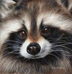 well are you going to give me a treat raccoon art racoon