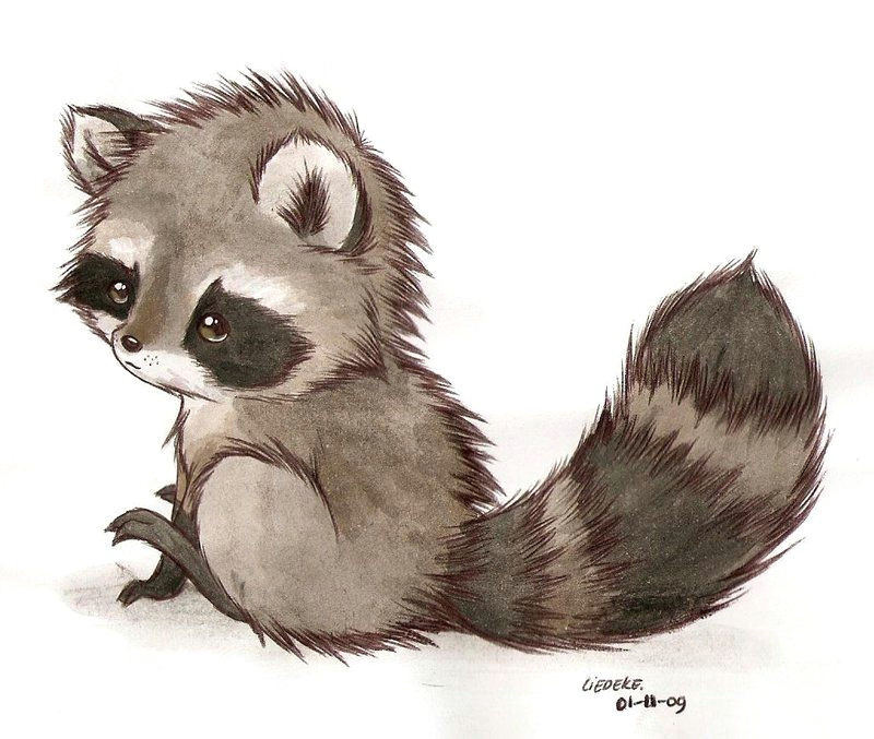Drawing Of A Cute Raccoon It S A Racoon by Liedeke Deviantart Com On Deviantart Animals
