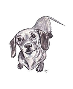 dachshund sketch dachshund drawing dachshund art dachshund funny daschund wiener dogs