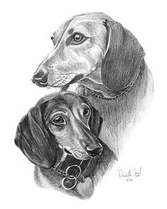 pencil dachshunds by dave the drawing guy dachshund drawing mini dachshund daschund