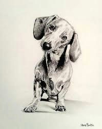 image result for dachshund pencil drawings dachshund drawing dachshund dog daschund dachshunds