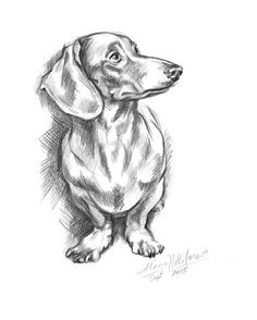 dachshund drawing dachshund art daschund dog line art dog art weenie