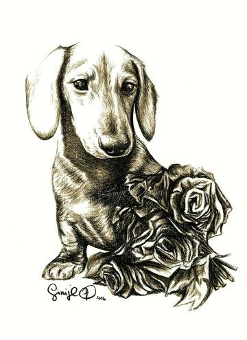 sinije designs beautiful charcoal dachsund drawing a valentine s day release