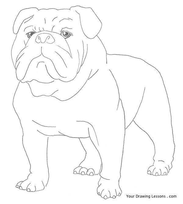 how to draw a bulldog