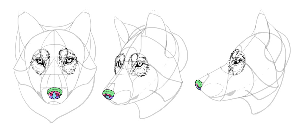 how to draw wolves drawing head 21