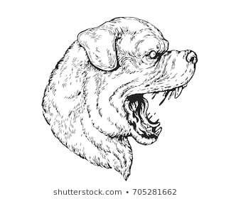 detail vintage realistic hand drawing angry rottweiler head illustration