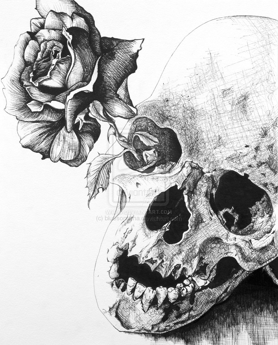black rose drawing