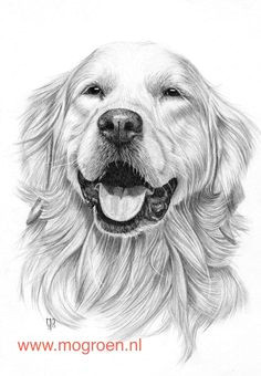 secrets of drawing realistic pencil portraits how to draw a golden retriever jpg secrets of drawing realistic pencil portraits discover the secrets of