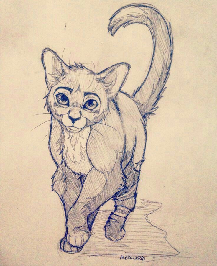 warrior cat drawings warrior drawing warrior cats art warrior cats series animal