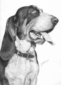 fotorealista rajzok 16 dog barking bassett hound bloodhound dog paintings