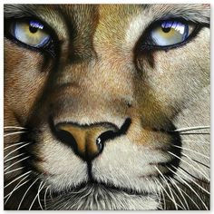 lion tigre wildlife art animal drawings animal paintings pencil drawings animal