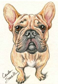buy aceo atc original pencil drawing red fawn french bulldog dog art carla smale